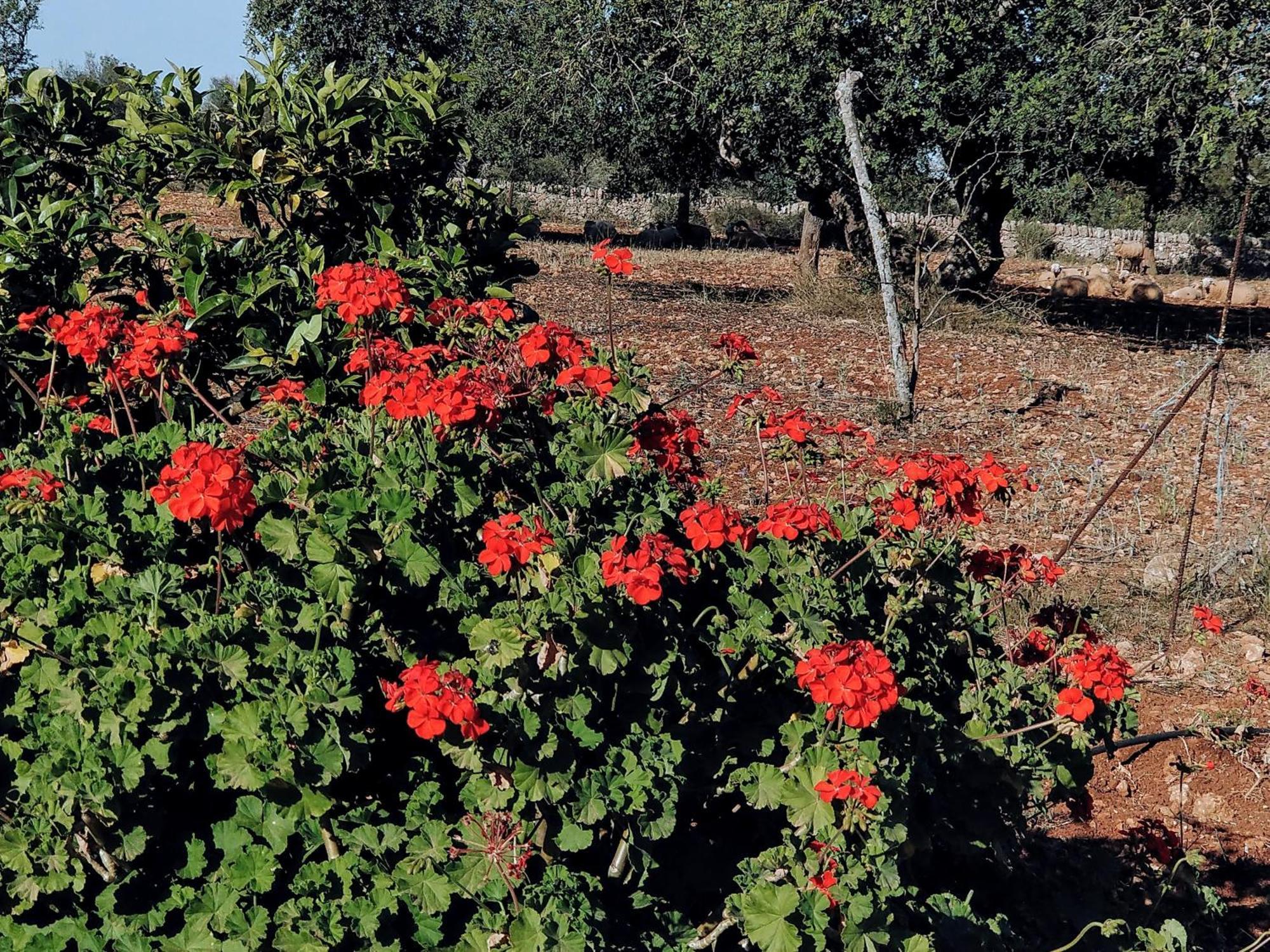 Bauernhof Son Marimon (adults Only)